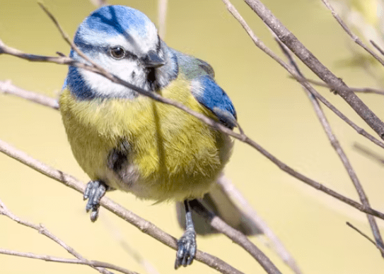 ‘La pluma es de listas: un viaje por la inteligencia de las aves y por su loca vida amorosa’ ‘La pluma es de listas: un viaje por la inteligencia de las aves y por su loca vida amorosa’