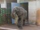 Cabárceno despide a Jums, el macho dominante de la manada de elefantes africanos