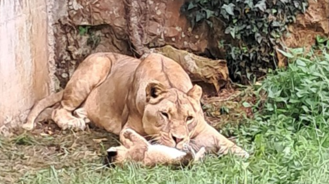 Cabárceno celebra el nacimiento de una nueva leona africana, un nuevo éxito para la conservación de la especie